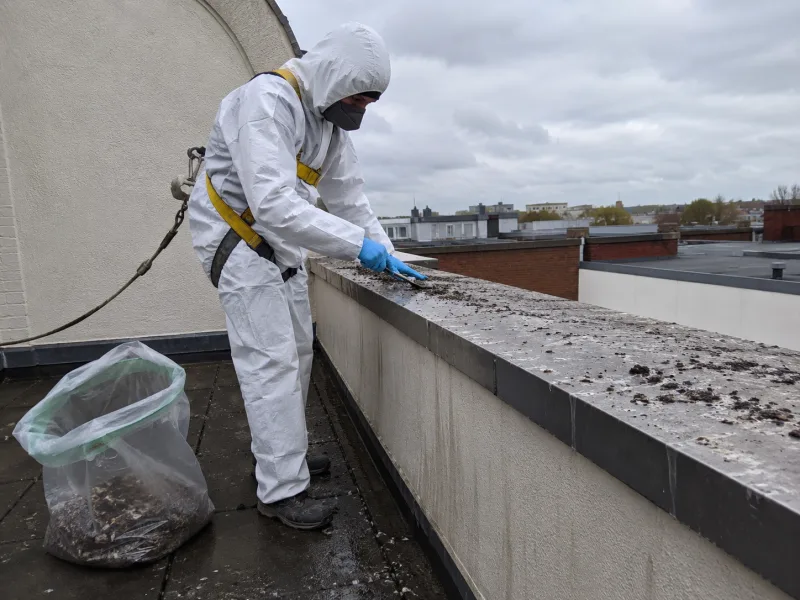 Operative in full PPE removing pigeon guano from a rooftop parapet